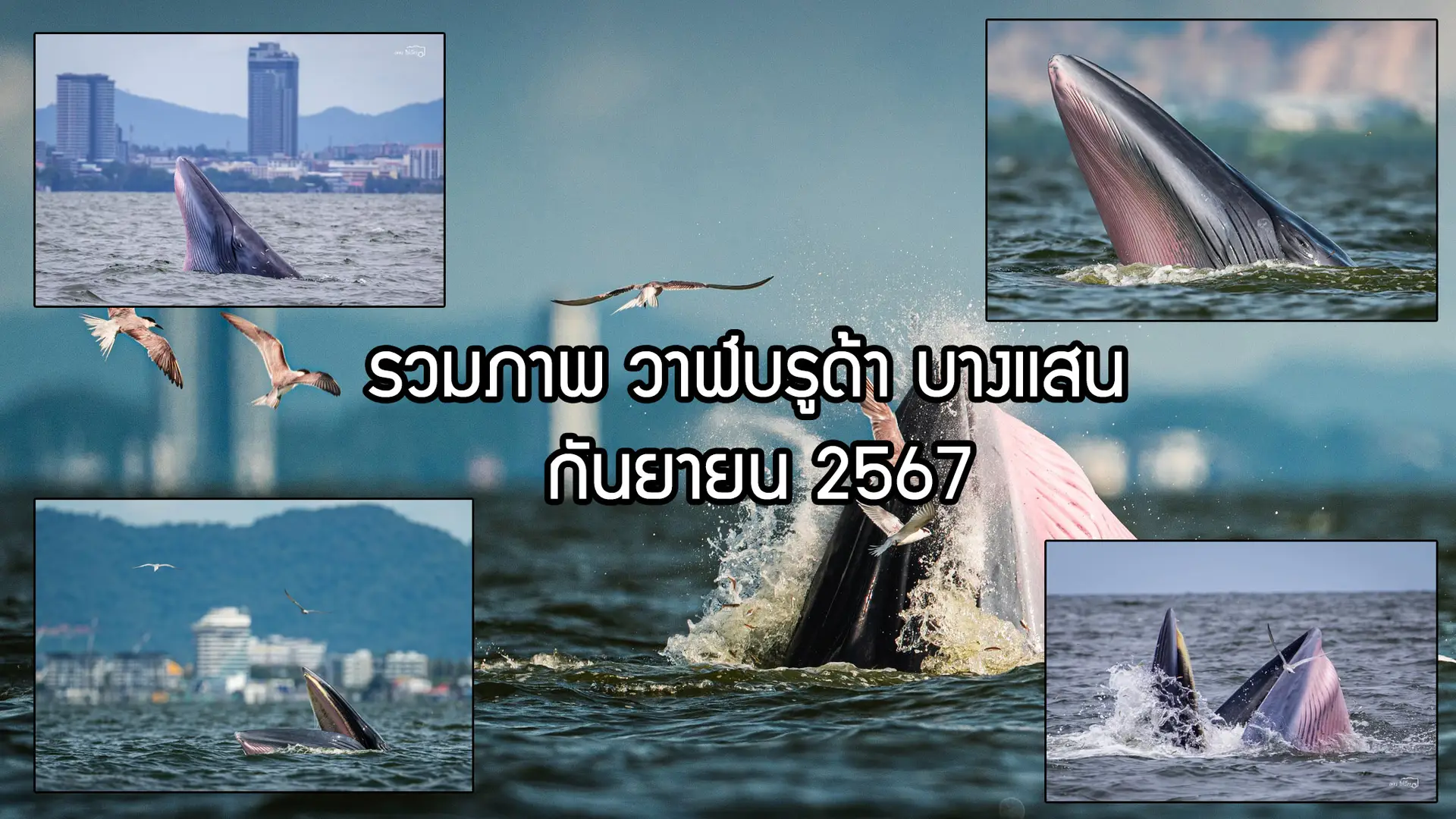 รวมภาพ บรูด้า บางแสน 67